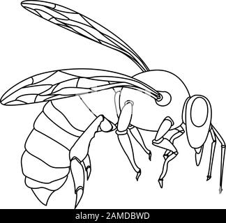 Conception vectorielle d'illustration d'abeille. Pour l'industrie créative, le multimédia, le divertissement, l'éducation, la boutique et toute autre activité connexe. Isolé. Illustration de Vecteur