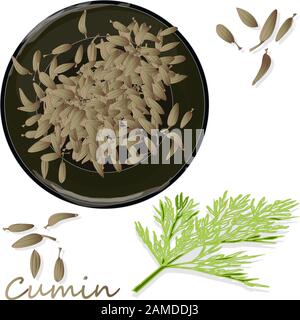 Cumin (Zira) graines assaisonnement pour repas et soupes sur un fond blanc illustration vectorielle. Illustration de Vecteur