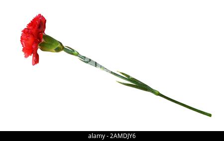 Fleur de carnation rouge isolée sur blanc Banque D'Images