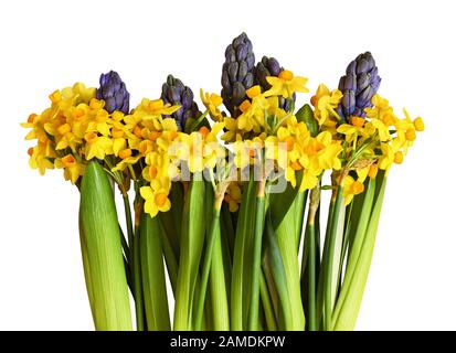 La jacinthe et les narcisse fleuissent dans une bordure de printemps isolée sur blanc Banque D'Images