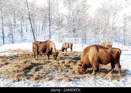 Un grand troupeau de bisons bruns ou de taureaux de Wall Street grizés à côté d'une haystack sur la neige en hiver en Russie. Une espèce d'animaux en voie de disparition répertoriée dans le Banque D'Images