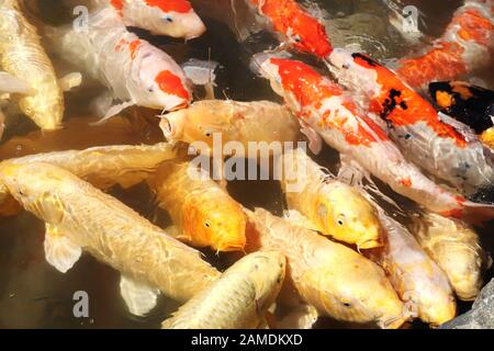 L'alimentation d'une fantaisie (carpes Koi Fish, Cyprinus carpio) dans jardin Koishikawa Korakuen, Okayama, Japon. Gros poissons introduire leurs têtes hors de l'eau accaparement Banque D'Images