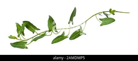 Brindille de bindweid frais avec des feuilles vertes isolées sur blanc Banque D'Images