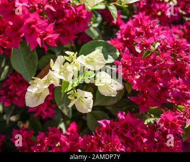 Beau bougainvilliers magenta (fleurs en papier) en couleur coloré (Bougainvillea glabra Choisy). Banque D'Images