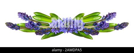 La jacinthe bleue fleurit et laisse dans un arrangement de ligne isolé sur fond blanc Banque D'Images