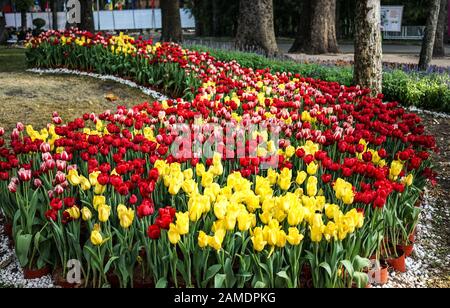 Fleurs de tulipes colorées fleuries dans le parc public de Saigon (Ho Chi Minh Ville), Vietnam. Banque D'Images