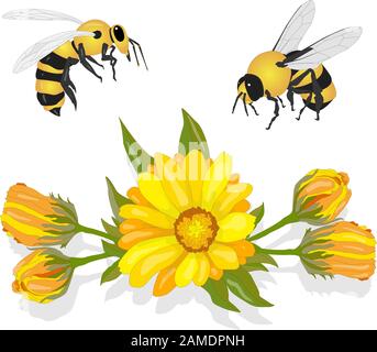 Magnifique marigold jaune fleuri avec abeille au miel sur fond blanc. Calendula officinalis. Illustration vectorielle. Illustration de Vecteur