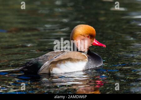 pochard mâle coloré à la crème rouge (netta rufina) nageant dans l'eau sombre Banque D'Images