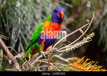 Rainbow Lorikeet (Trichoglossus moluccanus perroquet indigènes) de l'Est de l'Australie, assis sur une branche d'arbre Banque D'Images