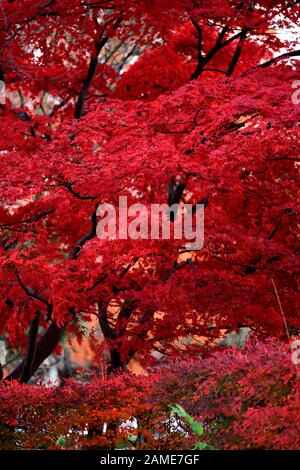 Kanundate Akita Japon Banque D'Images