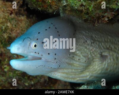 Gymnothorax griseus (moray gris Banque D'Images