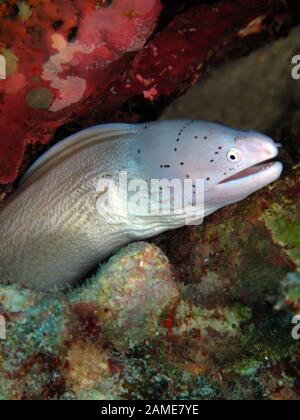 Gymnothorax griseus (moray gris Banque D'Images