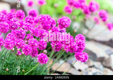 Une fleur florissante près, Armeria maritima rockery thrift jardin Banque D'Images