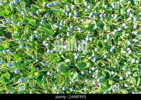 Raisins En Jacinthes . Muscari fleurs dans le soleil chaud sur un beau fond naturel. Muscari armeniacum. Banque D'Images