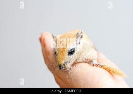 Crème gerbil près des mains d'un enfant près . Conservation des rongeurs dans les conditions de la maison. Pet Banque D'Images