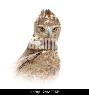 Gros plan portrait de l'aigle Tawny isolé sur fond blanc Banque D'Images