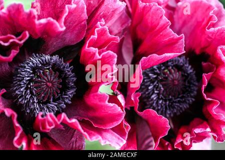 Papaver orientale Harlem fleurs coquelicots Banque D'Images