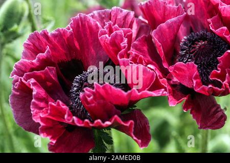 Papaver orientale Harlem fleurs de pavot orientales Banque D'Images