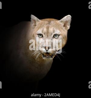 Gros plan puma portrait isolé sur fond sombre Banque D'Images