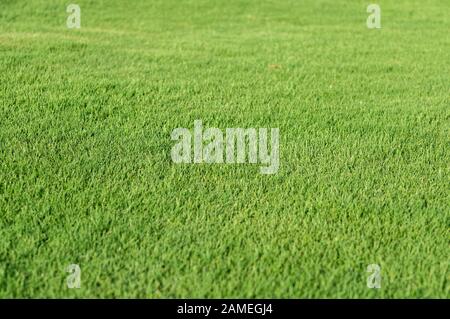 Arrière-plan du champ d'herbe tondue vert naturel. Mise au point sélectionnée Banque D'Images