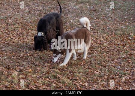 Le chiot et le chien de chien afghan de la Siberian Husky mignent sur les pistes dans le parc d'automne. Animaux de compagnie. Chien de race. Banque D'Images