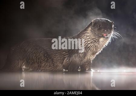 Européen Otter (Lutra lutra) en eaux peu profondes la nuit dans le parc national de Kiskunsagi, Pusztaszer, Hongrie. Février. La loutre eurasienne a un mainl de régime Banque D'Images