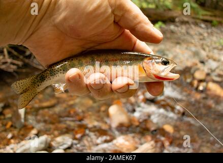 Un poisson pris sur un # 14 mosca de pesca ahogada de Leon pardo (coq de Leon), humide de mouche sur Chippewa Creek, Montana. Banque D'Images