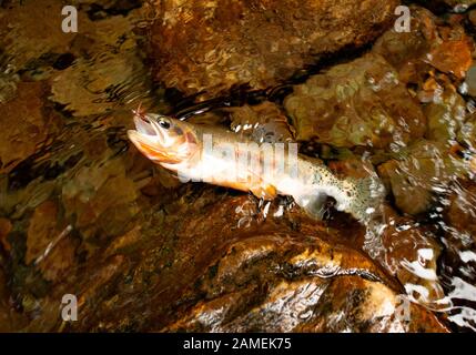 Un poisson pris sur un # 12 Royal Coachman, mouche sèche sur Chippewa Creek, au-dessus de la fourche sud de la rivière Bull. Le Montana. Banque D'Images