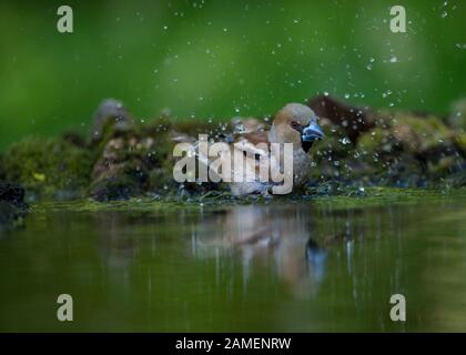 Hawfinch (Coccothraustes coccothraustes), lavage des femmes, Parc National Hortobágy, Hongrie Banque D'Images