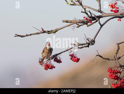 Gros plan sur l'oiseau sauvage de redwing au Royaume-Uni (Turdus iliacus) isolé à l'extérieur, perché sur la branche de l'arbre, mangeant des baies sous le soleil d'hiver. Oiseaux britanniques. Banque D'Images