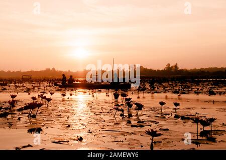 JAN 13, 2019 Thaïlande, Udonthani - Lotus Rose water lilies pleine floraison contre lumière du matin - lotus rouge pur et beau lac ou mer lotus de Nong H Banque D'Images