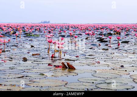 Lotus Rose water lilies pleine floraison sous la lumière du matin - lotus rouge pur et beau lac ou mer lotus de Nong Harn, Kumphawapi, Udonthani - Thaïlande Banque D'Images