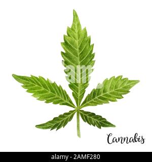 Une feuille verte de plante médicinale de cannabis dessin à la main aquarelle illustration isolée sur un fond blanc. Banque D'Images