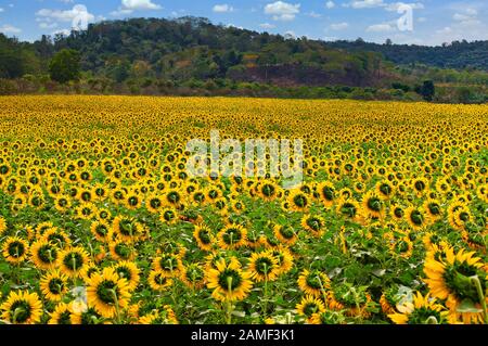 Beauté naturelle du champ de tournesol avec colline et ciel bleu. Banque D'Images