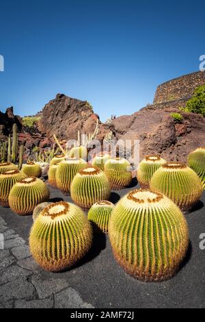 Jardin Cactus avec plantes à Lanzarote, îles Canaries, Espagne. Banque D'Images