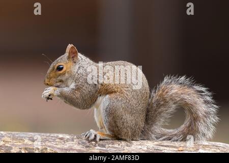 Vue latérale détaillée de l'écureuil gris sauvage du Royaume-Uni (Sciurus carolinensis), isolée en plein air se nourrissant dans le jardin du Royaume-Uni. Mignon écureuil manger. Banque D'Images