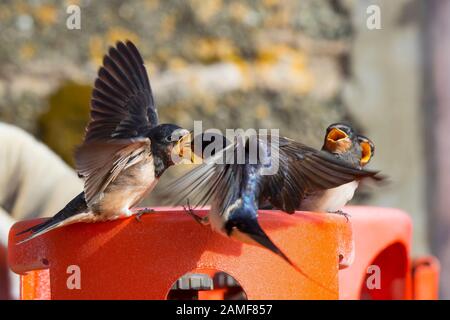 Gros plan sauvage, affamé grange britannique Déglutissez les petits (Hirundo rustica) les chênes ouverts étant nourris par l'oiseau parent. Les oiseaux de bébé qui appellent à la nourriture. Le Royaume-Uni dégonfle en été. Banque D'Images