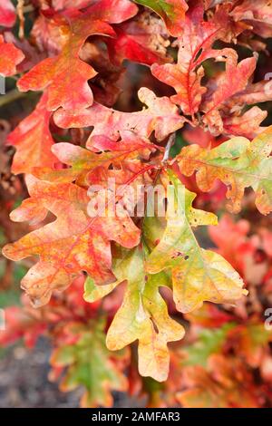 Chêne hybride Quercus 'Crimson Spire' affichant un feuillage rouge vif en automne. ROYAUME-UNI Banque D'Images