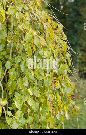 Morus alba 'Pendula'. Arbre de mûrier blanc pleurant à la fin de l'été montrant l'habitude caractéristique de sevrage. ROYAUME-UNI Banque D'Images