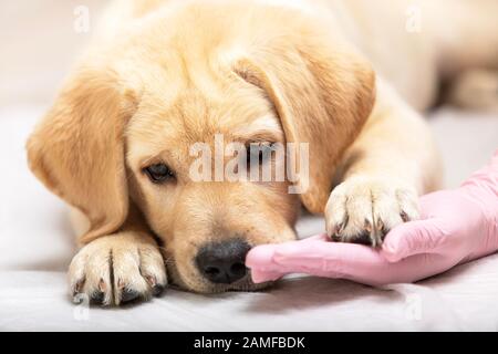 Chiot Labrador léger à la réception chez le vétérinaire, soins pour les animaux de compagnie. Gros plan Banque D'Images