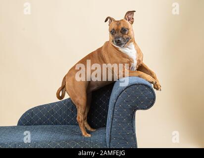 Staffordshire Bull Terrier posé sur une chaise dans un studio avec pattes avant surélevées Banque D'Images