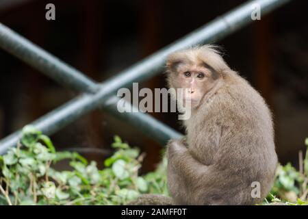 Portrait du singe dans la zone urbaine Banque D'Images