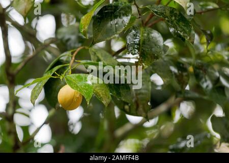 Pomme de muscade accrochée sur l'arbre à Kerala, Inde du Sud Banque D'Images