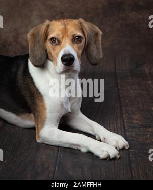 portrait en studio d'un jeune chien beagle mâle flaid accostant la caméra avec les jambes étendues vers l'avant. Banque D'Images