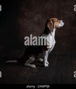 Portrait de côté d'un chien Beagle assis et face à la caméra dans un studio et sur un fond marron riche. Banque D'Images