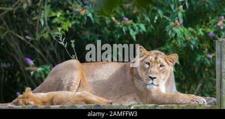 Gros plan sur la lioness asiatique (Panthera leo persicus) posée avec un joli lion cub à l'extérieur, sous le soleil de l'été, dans une enceinte au parc animalier Cotswold, au Royaume-Uni. Banque D'Images