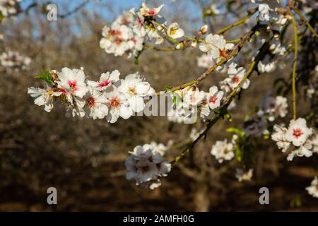 Gros plan sur les fleurs d'Almond (Prunus dulcis) Photographiées en Israël en février Banque D'Images