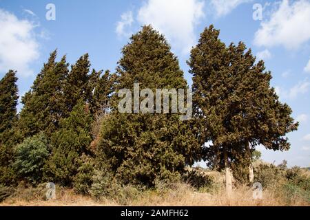 Cupressus sempervirens, la cyprès méditerranéenne (également connue sous le nom de cyprès italien, cyprès toscan, cyprès persan ou pin-crayon), est une espèce de cy Banque D'Images