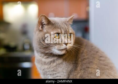 chat lilas écossais droit gros plan Banque D'Images