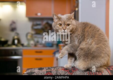 chat lilas écossais droit dans une pose d'attention méraire Banque D'Images